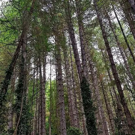 아파트 Havre De Paix Au Coeur De La Montagne Corse Santo-Pietro-di-Venaco