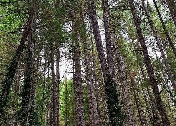 Appartement Havre De Paix Au Cœur De La Montagne Corse Santo-Pietro-di-Venaco
